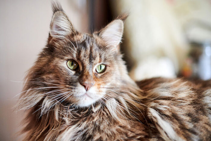 Feline Cardiology