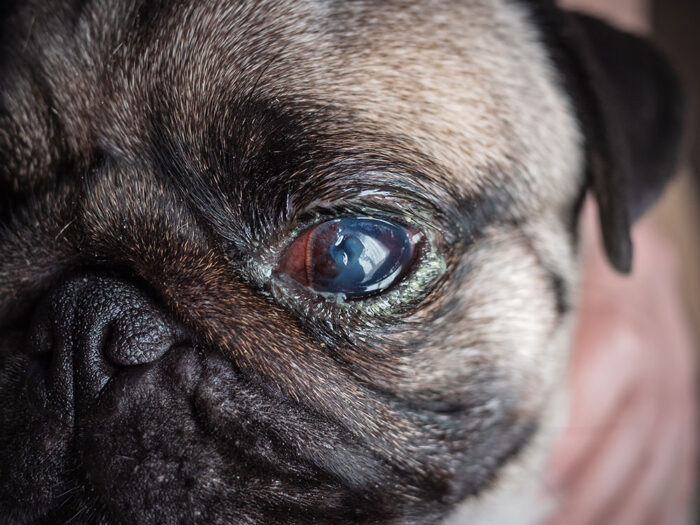 Insights in Ophthalmology