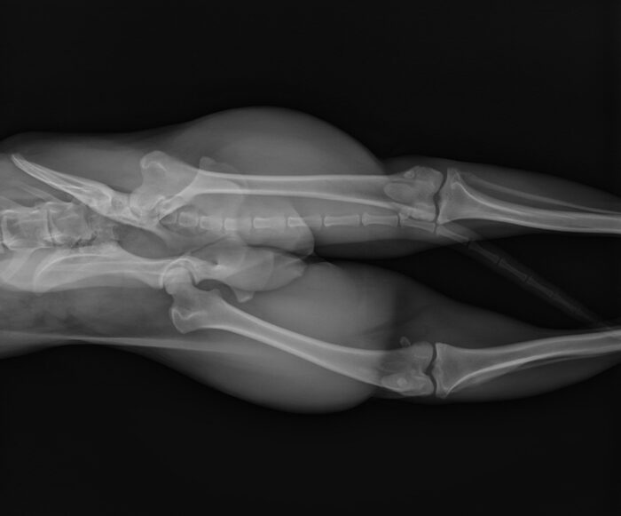 Advanced Orthopaedics - Advanced Fracture Repair, Joint Stabilisation and Corrective Osteotomies