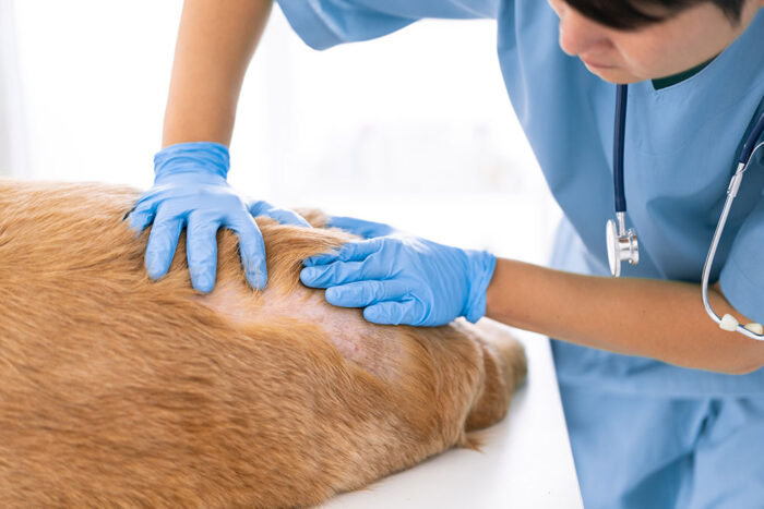 Dermatology for Veterinary Nurses