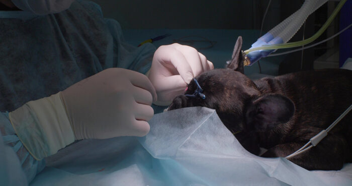 Practical Ophthalmic Surgery in the Brachycephalic Patient