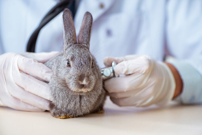 Rabbits: Surgical Solutions and Emergency Essentials