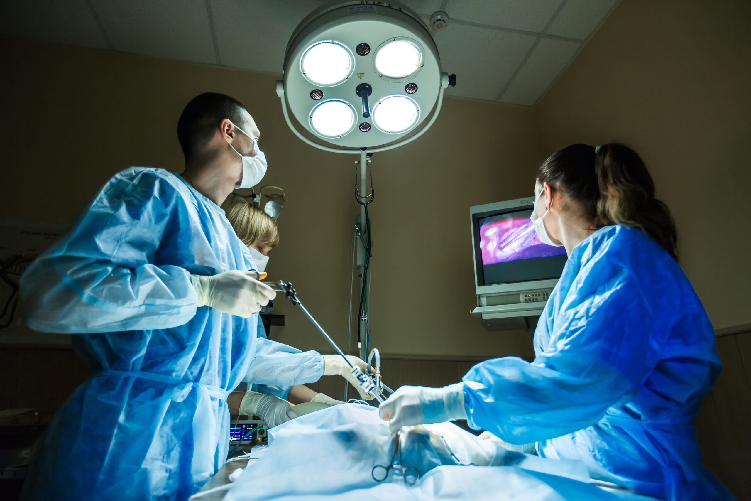 Beginners’ Laparoscopic Surgery: Bitch Spay and More (2 day course - Sheffield)