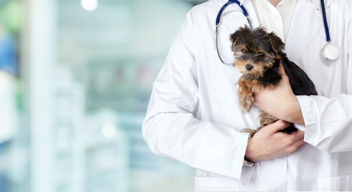 Congenital Heart Disease in Dogs and Cats: Identification, Evaluation and Treatment Options