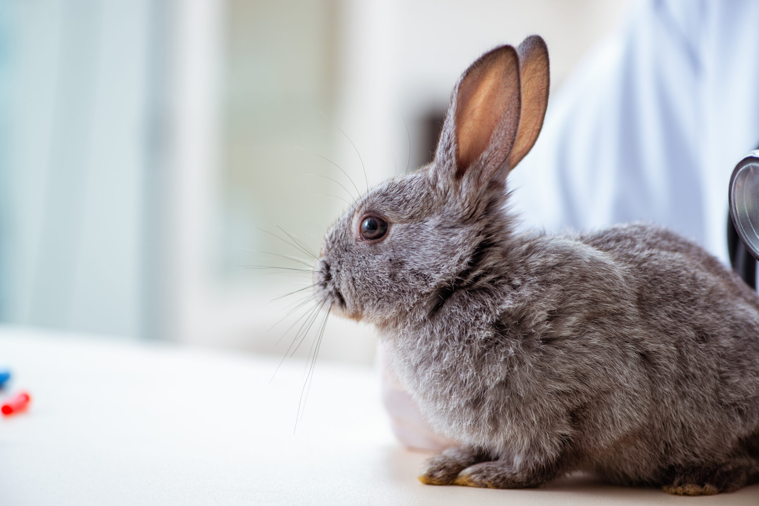 Hopping Ahead: Advanced Care for Rabbits in Practice (Swindon)