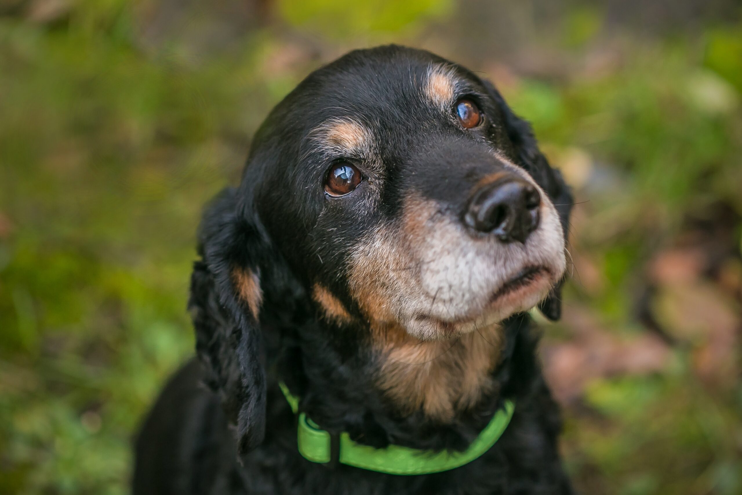 Old Brains, New Tricks: Neurology in the Aging Pet (London)